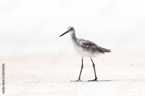 Willet at the Beach