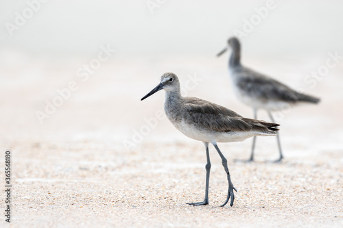 Willet at the Beach