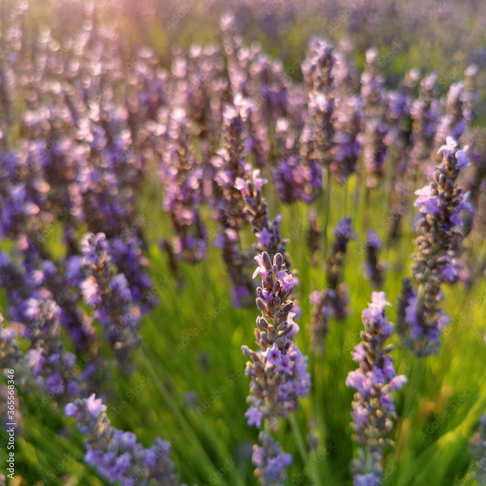 Lavender flower close up in a field against a sunset background. Lavender flower close up in a field against a sunset background.
