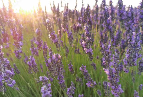 Lavender flower close up in a field against a sunset background.