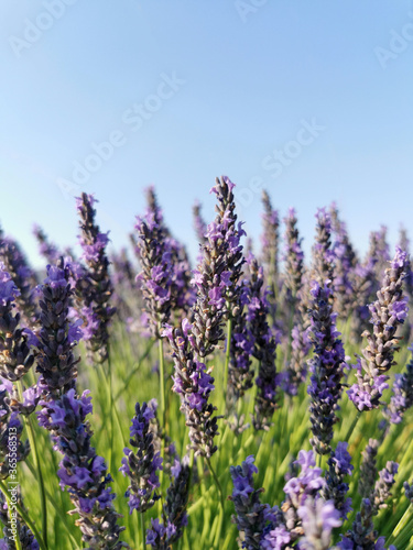 Lavender flower close up in a field against a blue sky background. © Galina