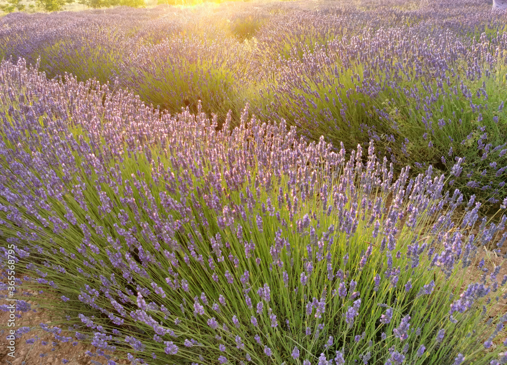 Obraz premium Lavender flower lield in a field against a sunset background.