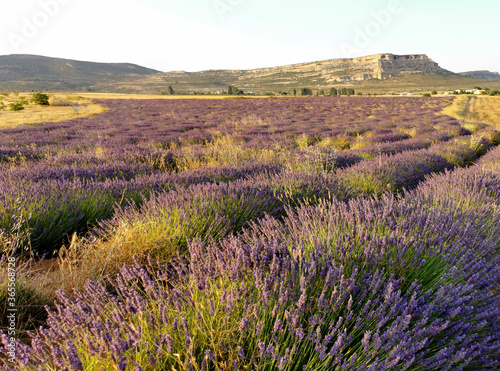 lavender fields in the mountains of Spain  a landscape with mountains on the horizon