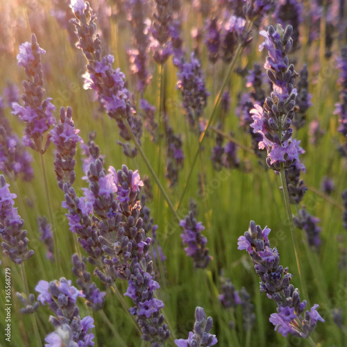 Lavender flower close up in a field against a sunset background.