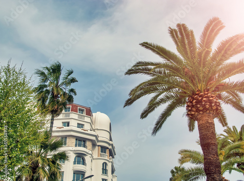 Buildings and palms of Cannes on a cloudy day, France