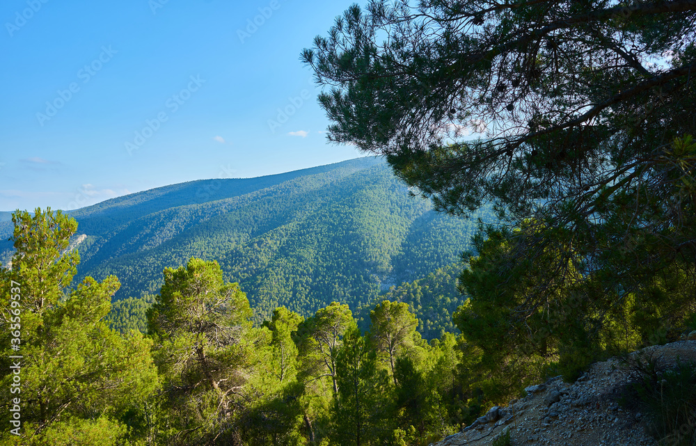 Beautiful pine forest landscape with the mountain in the background