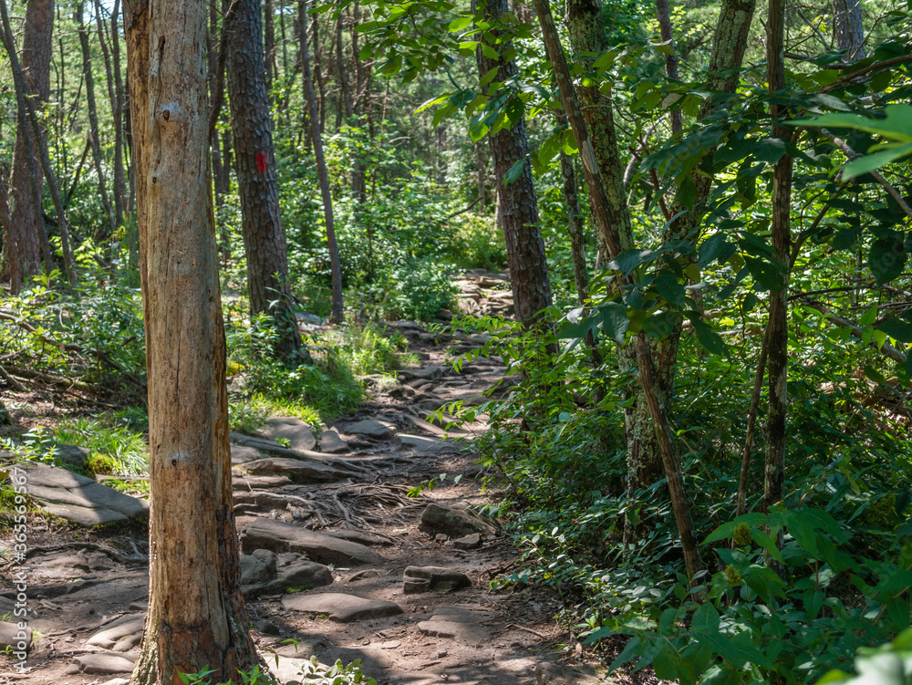 footpath in the forest, Little River Canyon National Preserve, Alabama, USA footpath in the forest, Little River Canyon National Preserve, Alabama, USA