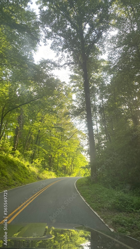 Obraz premium road in the woods