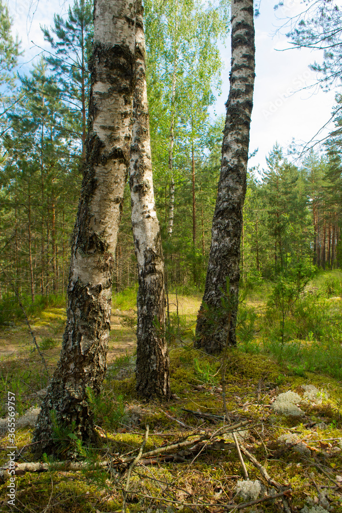 a mixed forest at summer sunny day, birch and pin, in Belarus a mixed forest at summer sunny day, birch and pin, in Belarus