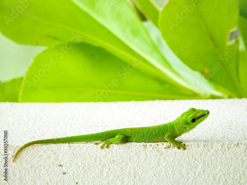 green lizard