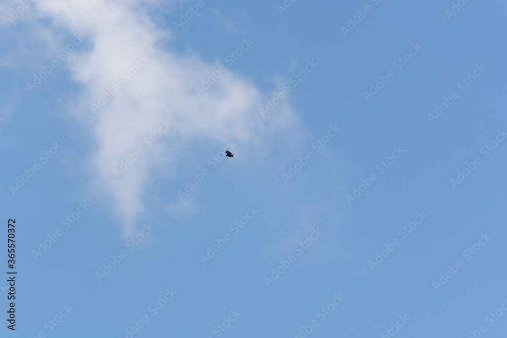silhouette of distant bird in flight