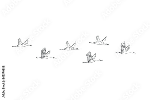Vector hand drawn doodle sketch flying cranes birds flock isolated on white background