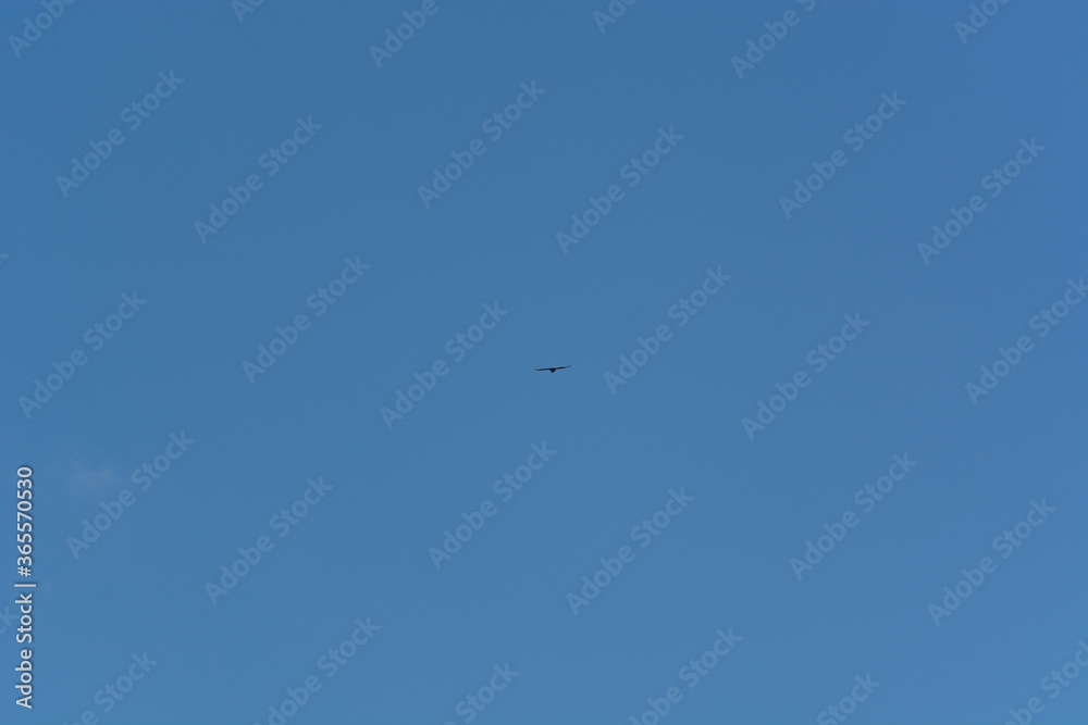 silhouette of distant bird in flight silhouette of distant bird in flight