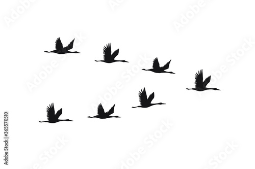 Vector hand drawn flying cranes birds flock silhouette isolated on white background