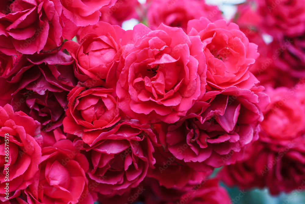 Bush blooming rose closeup. Abundant flowering roses. Growing roses. A lot of beautiful blooming roses. Blooms a lot of flowers. Bush blooming rose closeup. Abundant flowering roses. Growing roses. A lot of beautiful blooming roses. Blooms a lot of flowers.