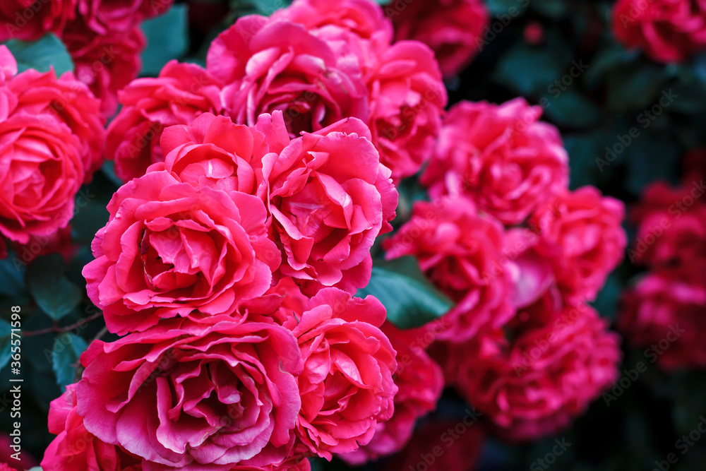Bush blooming rose closeup. Abundant flowering roses. Growing roses. A lot of beautiful blooming roses. Blooms a lot of flowers. Bush blooming rose closeup. Abundant flowering roses. Growing roses. A lot of beautiful blooming roses. Blooms a lot of flowers.