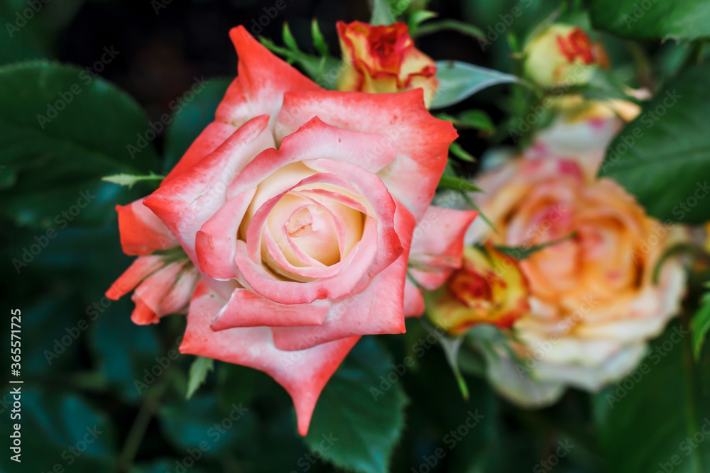 Pink rose close-up against a background of green leaves and rose flowers in soft focus. A rose flower grows on a bush. Beautiful romantic flowers.