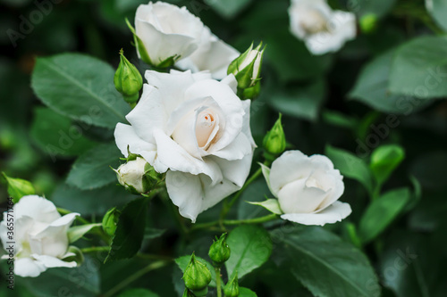 Bush white blooming rose. Growing roses. A lot of beautiful blooming roses. Buds of a white rose. Blooming rose bush. Blooms a lot of flowers. © Виктория Лозовая