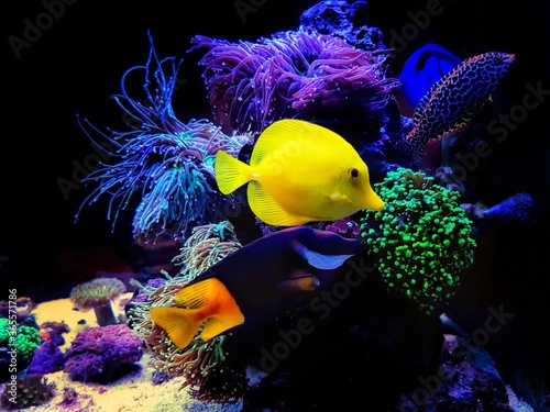 Colorful Saltwater fishes swimming in coral reef aquarium tank