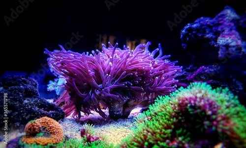 Long tentacles colorful live coral in saltwater reef aquarium tank