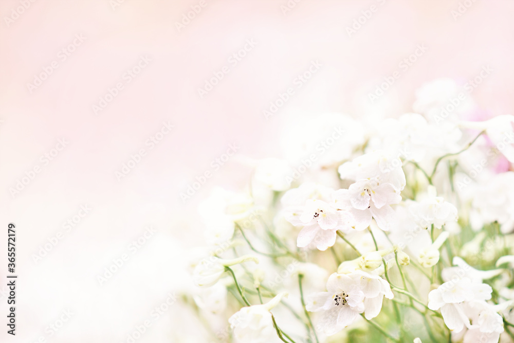 White spring blooming flowers or summer blossoming delicate larkspur festive background, pastel and soft delicate bouquet floral card, selective focus, toned	