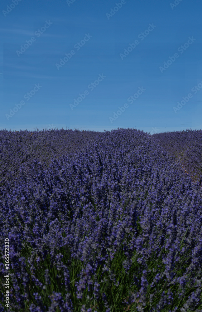 Lavender flower fields in Brihuega
