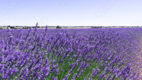 Lavender flower fields in Brihuega