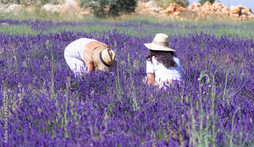 Girl in skirt and white blouse with sombrerorn fields of Lavender flower in Brihuega photo