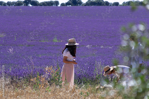 Girl in skirt and white blouse with sombrerorn fields of Lavender flower in Brihuega photo