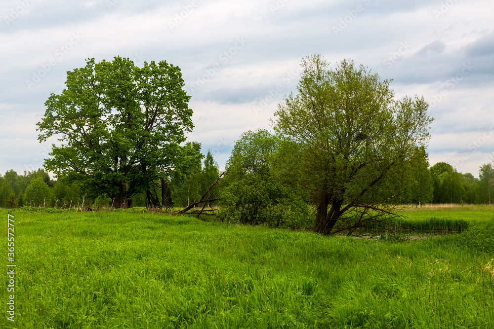 Traditional Russian landscape, trees growing on a green field. Traditional Russian landscape, trees growing on a green field.