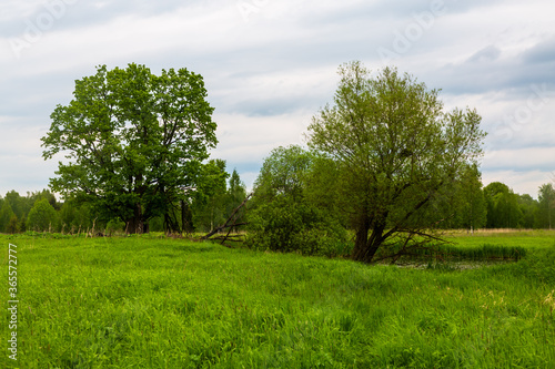 Traditional Russian landscape, trees growing on a green field.