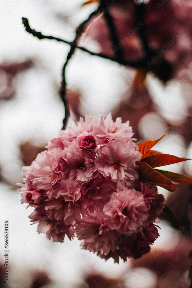 pink and white flowers pink and white flowers