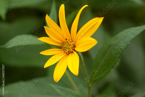 Beautiful yellow flower close up