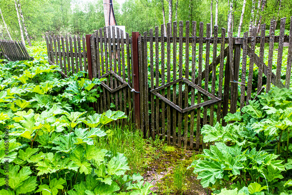 A broken gate and an old fence overgrown with grass A broken gate and an old fence overgrown with grass