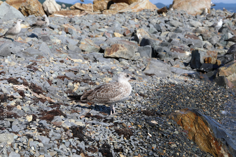 seagull on rocks seagull on rocks
