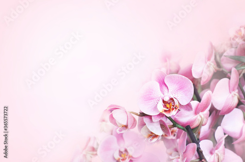 Summer blossoming delicate orchids, blooming tropical flowers soft festive background, selective focus, toned  © ulada