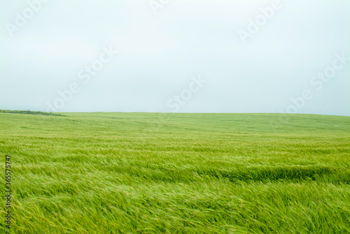 Green wheat field in the wind