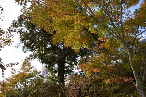 Wallpaper Mural 紅葉の京都 Torontodigital.ca