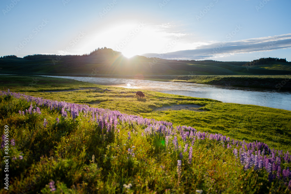 A lone bison grazing near the Yellowstone River at sunrise. 