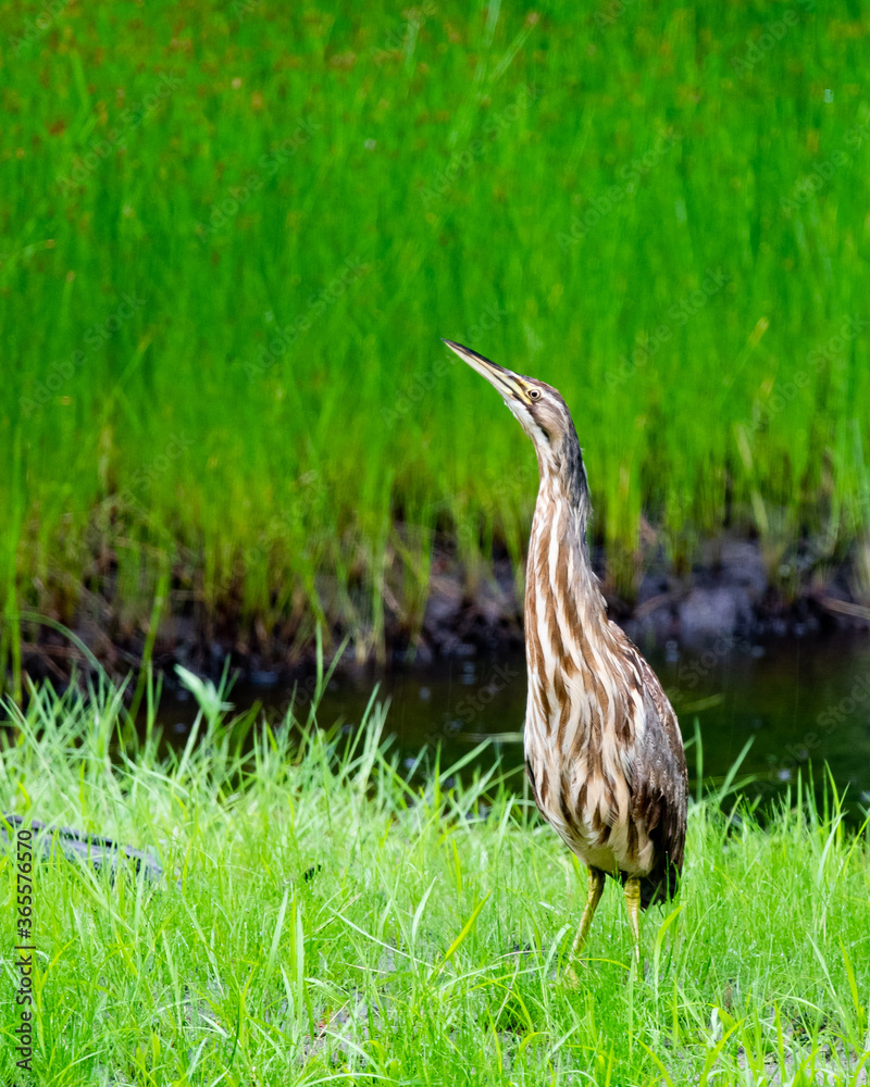 American bittern in grass in rain American bittern in grass in rain
