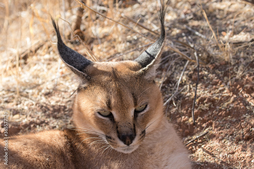 Caracal or desert Lynx from Namibia