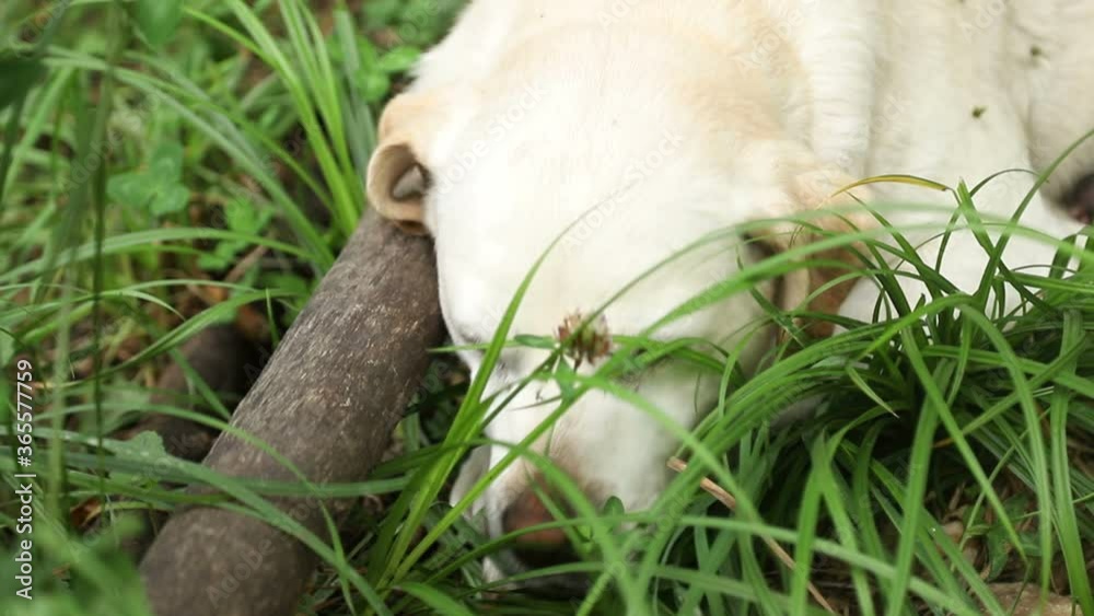A cute dog lying on the grass, itching A cute dog lying on the grass, itching