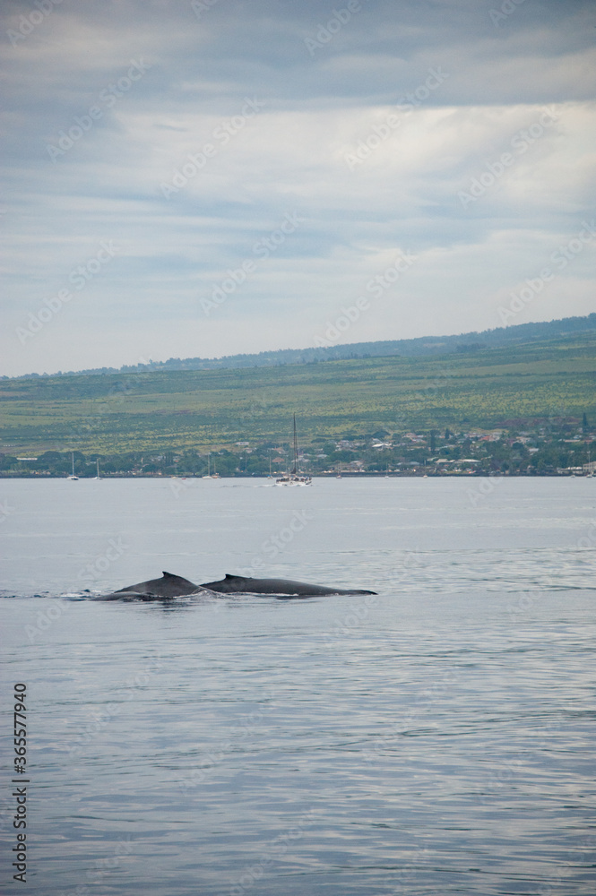 Fototapeta premium Humpback Whales on the ocean surface, Lahaina, Maui, Hawaii