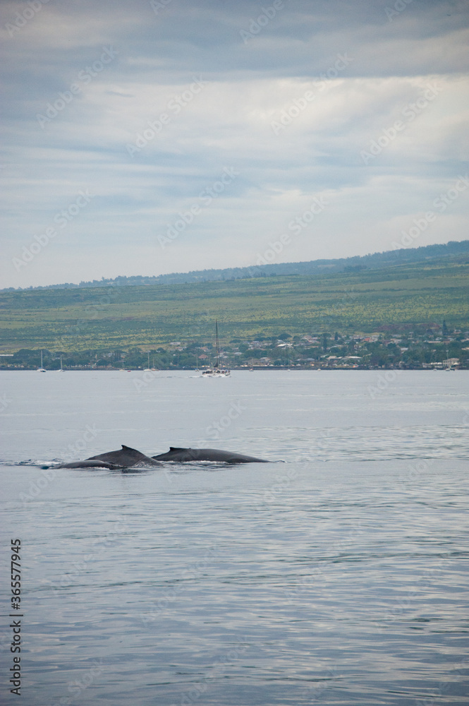 Obraz premium Humpback Whales on the ocean surface, Lahaina, Maui, Hawaii