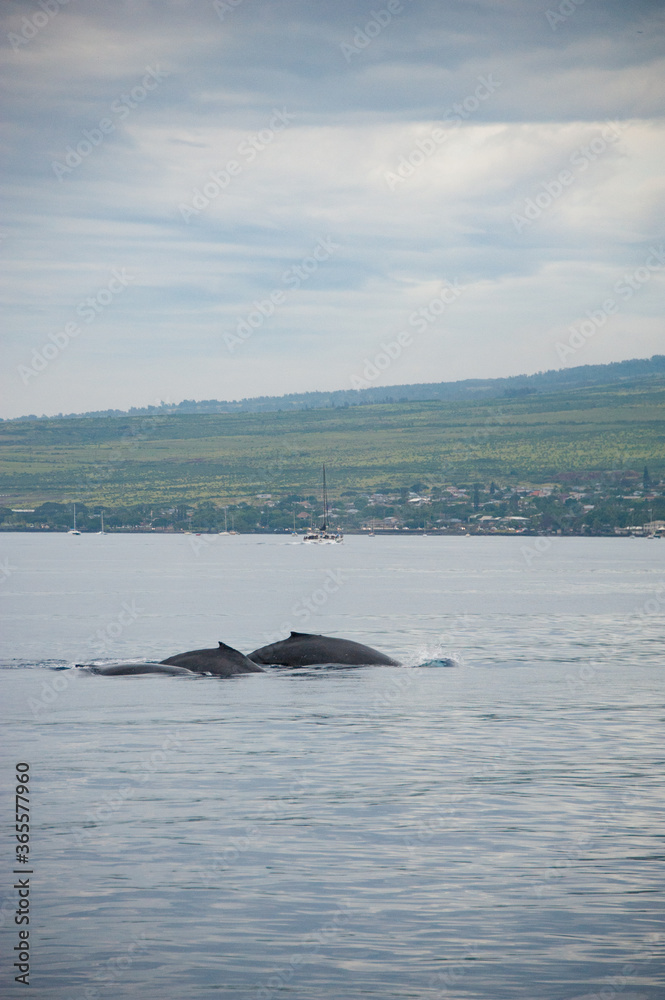 Fototapeta premium Humpback Whales on the ocean surface, Lahaina, Maui, Hawaii