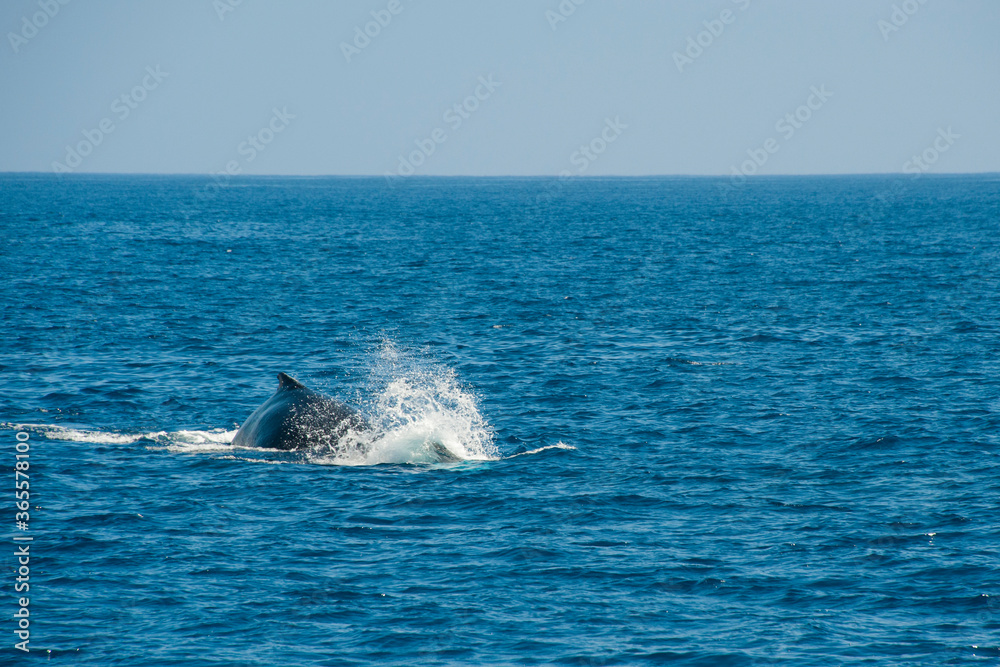 Fototapeta premium Humpback Whales on the ocean surface, Lahaina, Maui, Hawaii