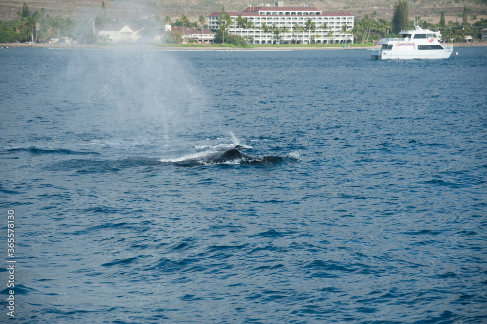 Fototapeta premium Humpback Whales on the ocean surface, Lahaina, Maui, Hawaii
