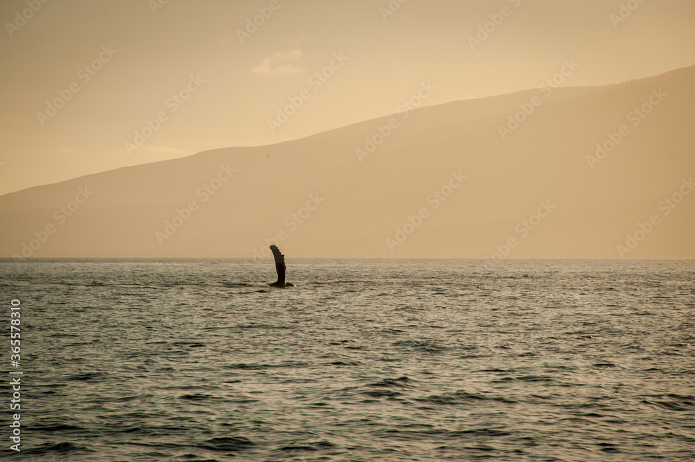 Fototapeta premium Humpback Whale in Sunset, Orange sky, 