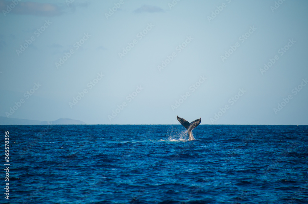Naklejka premium Tale of Humpback Whale, blue ocean, horizon, blue sky