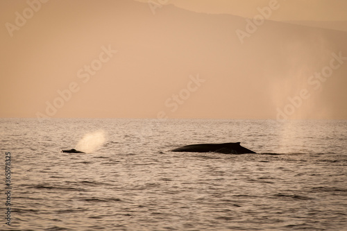Humpback Whale in Sunset, Orange sky, Mother and calf